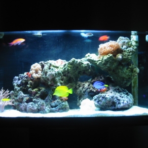 My tank