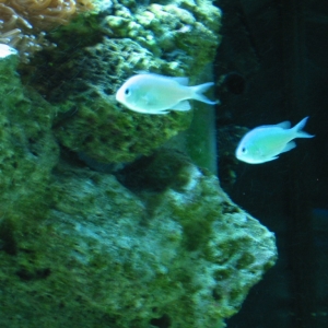 Chromis