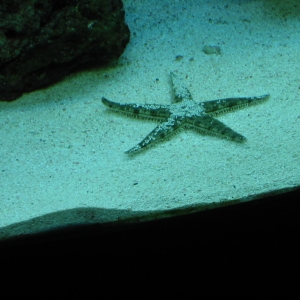 Starfish