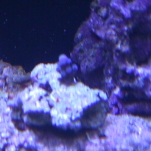 purple tort frag