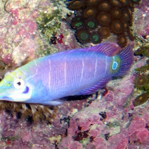 Wrasse2