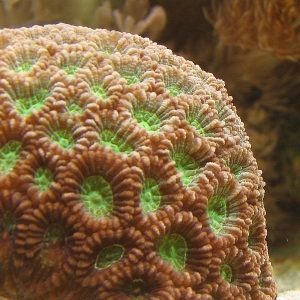 Brain Coral 2