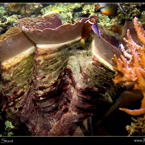 giantclam