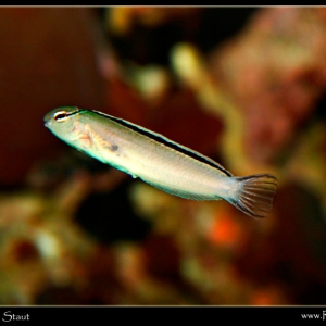 lilblenny