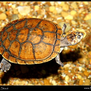 turtle1