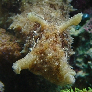 Dolabella Sea Hare