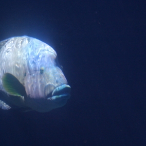 Napoleon Wrasse