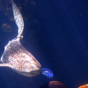 Leopard Shark