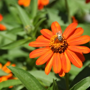 Flower and Bee