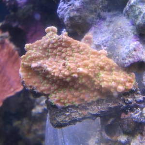 Montipora foliosa