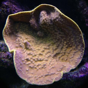 new coral
