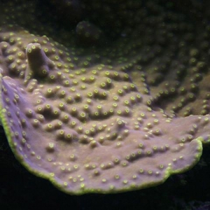 same coral, showing the polyps