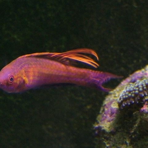 new wrasse