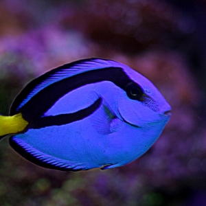 Regal Tang