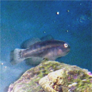 Fish ID