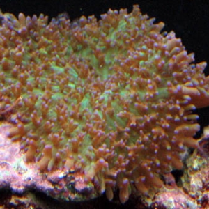 Hairy Mushroom