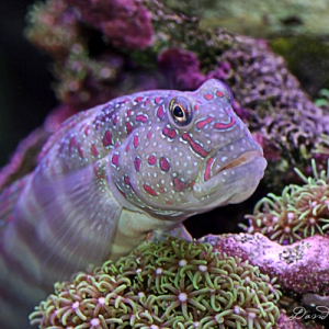 Pink Spotted Goby