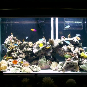 updated tank shot