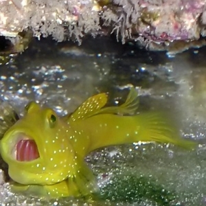 Gaping goby