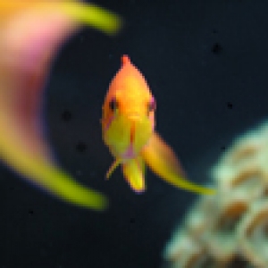 Bartlets Anthias