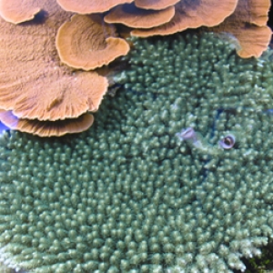 Montipora/Acropora