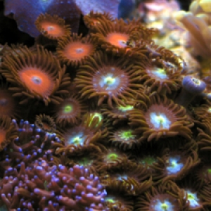 Zoanthids