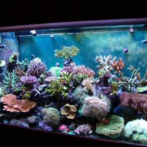 tank_pics_11-11-04_133