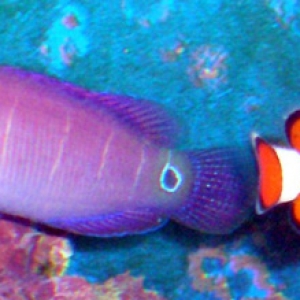 wrasse and clown