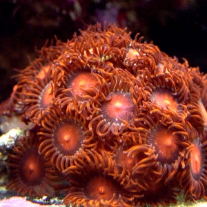 Orange zoas