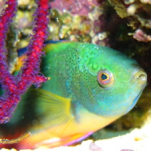 Scott's Fairy Wrasse