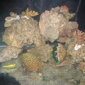 mini reef