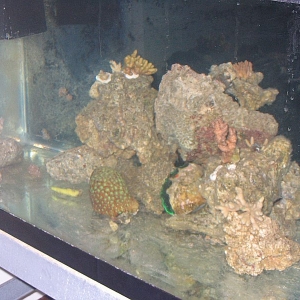 mini reef