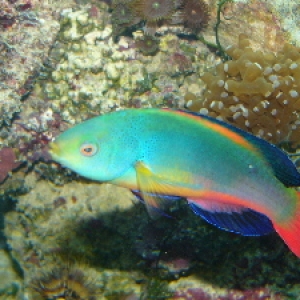 Scott's Fairy Wrasse - Full Body Shot