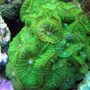 green fungus colony