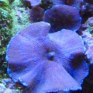 Blue mushrooms