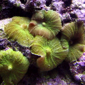 Green Mushrooms