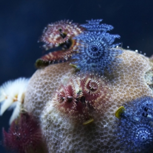 Christmas Tree Worm Rock