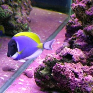 powder blue tang