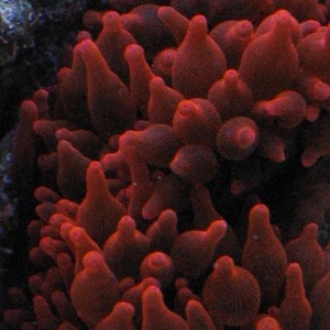 Dark Red RBTA