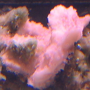 pink monti with algae