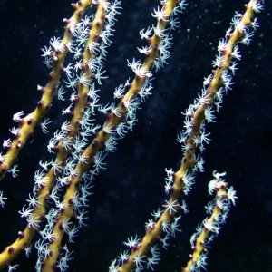 Gorgonian