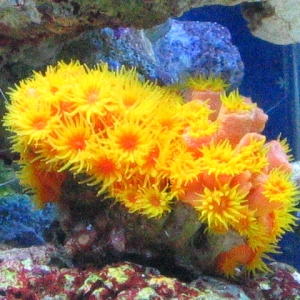 Sun Coral