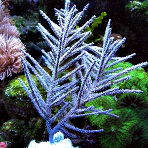 gorgonian 1