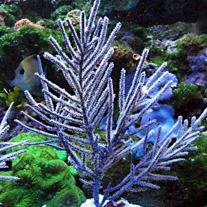 gorgonian 2