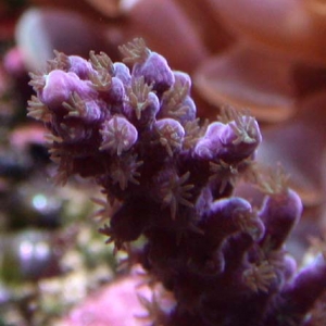 Acropora Tortusa