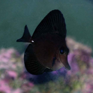 Black tang