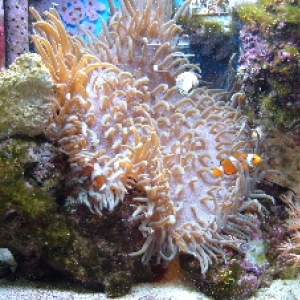 Anemones