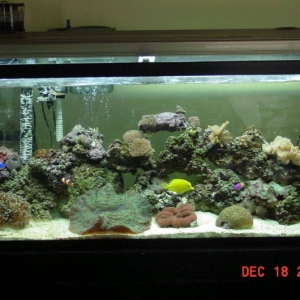 55 gal