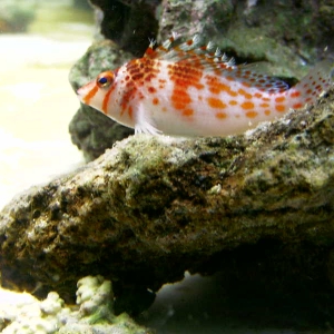 hawkfish