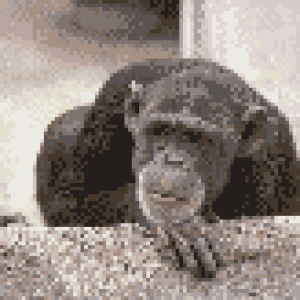chimp_shaking_head